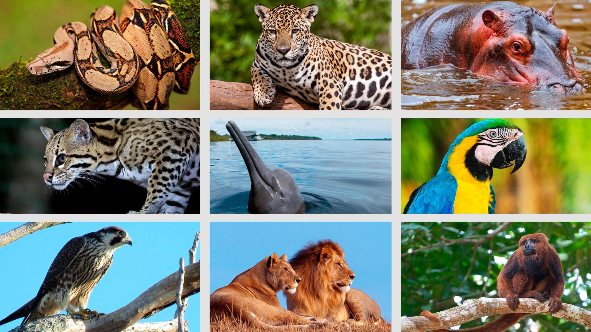 12 imagens incríveis da vida selvagem que concorrem a prêmio de fotografia  - Revista Galileu | Ciência