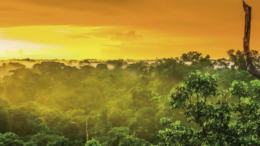 Porque o Dia da Amazônia nunca foi tão importante